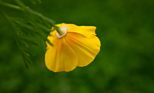 花开 肖像 植物 先锋 特写镜头 近的