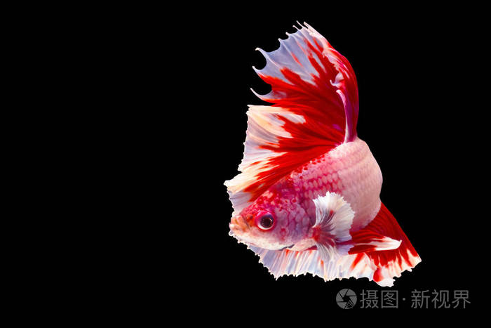 红白相间的斗鱼暹罗斗鱼斗鱼