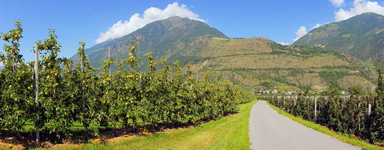 意大利 庄园 景象 果园 水果 在里面 城堡 远景 全景图