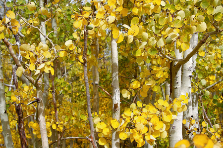 季节 秋天 猛犸 颜色 风景 树叶 落下 白杨 森林 特写镜头