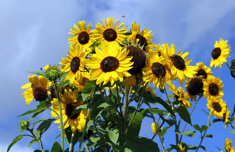 花儿 花园 飞行 蜜蜂 动物 夏天 天空 苍蝇 植物 繁荣