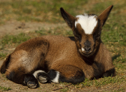 休息 缓解 黑发 哺乳动物 锁定 宠物 恢复 幼兽 山羊