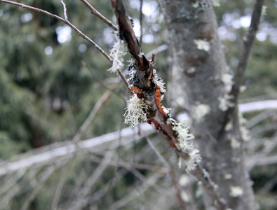 特写镜头 苔藓 森林 沼泽 寒冷的 冬天 自然