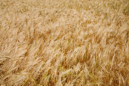 Barley field 