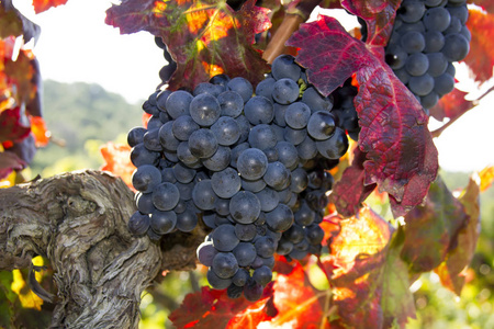 葡萄酒 领域 水果 葡萄园 葡萄栽培 生长 自然 小道消息