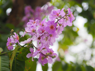 花瓣 季节 花的 秋天 花束 公园 生长 植物 开花 雄蕊