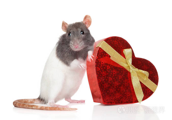 带着真挚礼物的老鼠