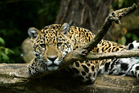 美丽的 权力 猫科动物 美洲虎 野生动物 斑点 种类 眼睛