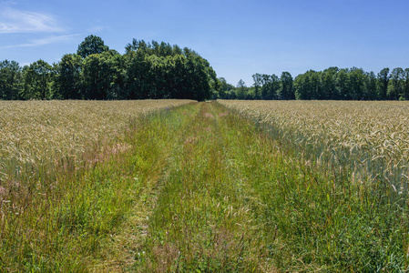 波兰Field road