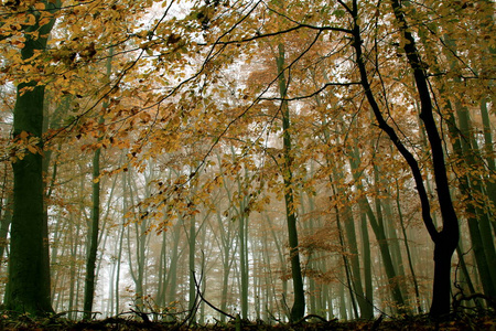秋天 木材 森林 植物区系 落下 风景 乡村 植物 自然