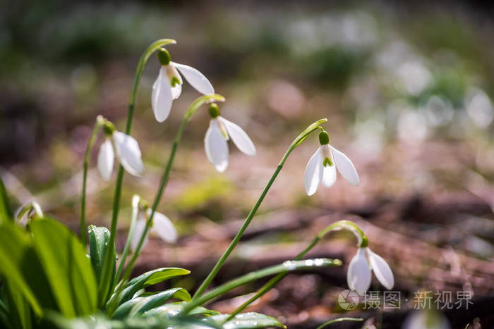 在模糊的背景上春天森林里的雪花