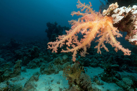 海洋 珊瑚 液体 海的 自然 生物学 水肺 野生动物 世界