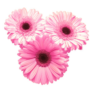 Bouquet of beautiful pink delicate flowers gerberas isolated on 