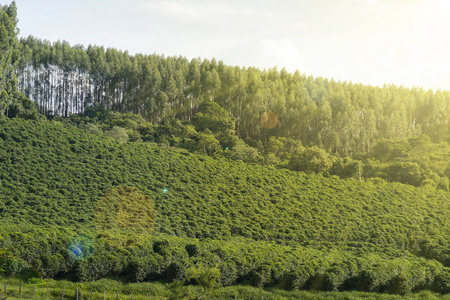 巴西农场咖啡种植园图片