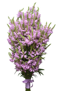 美丽的花束野花紫背豆蔻