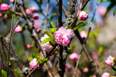 杏仁三叶形的春天嫩枝,有美丽的粉红色花朵特写照片