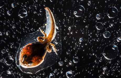 美国牛蛙在黑色水滴上的宏照片