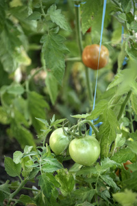 健康 西红柿 番茄 在里面 生长 花园 营养 收获 甜的