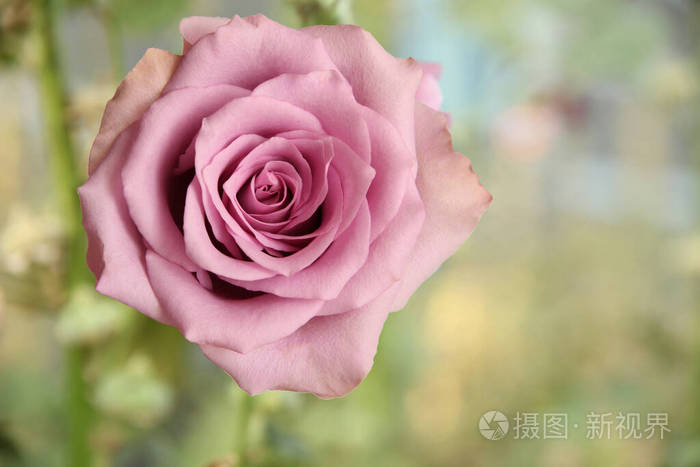 一朵粉红色的大玫瑰点缀在一个多姿多彩的夏日