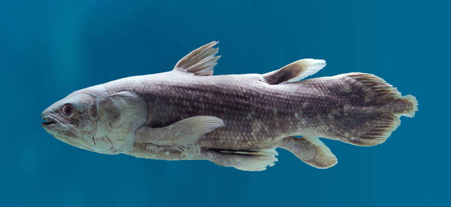 巨型腔棘鱼图片