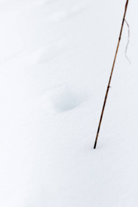 雪地里有狐狸的踪迹