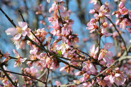 开花 樱花 夏天 春天 四月 花的 特写镜头 公园 植物学