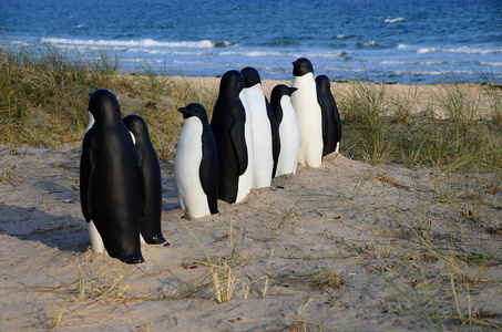 海滩 动物 企鹅 波罗的海 海滨 体格 海洋