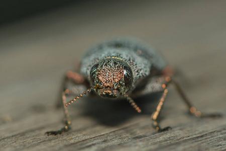 特写镜头 动物 天线 昆虫 甲虫