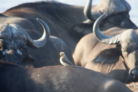 克鲁格国家公园一小群非洲水牛的特写镜头
