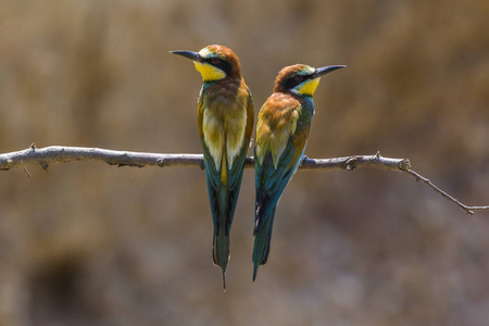 动物群 鸟类 小枝 自然 分支 野生动物 灌木 日光 枝木
