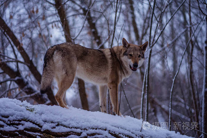 灰太狼在白雪上行走