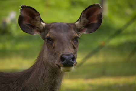 车辙 哺乳动物 领域 野生动物 秋天 狩猎 鹿角 自然 肖像