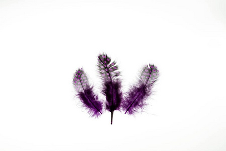 时尚 动物 要素 羽毛 特写镜头 紫罗兰 美丽的 颜色 自然