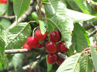 植物 水果 樱桃 花园 夏天 食物 波美 夏季