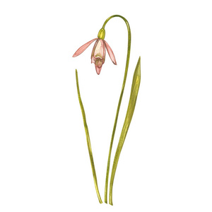 水彩雪莲花.白色上孤立的野花.植物水彩画插图,雪花莲花束,乡村花朵.