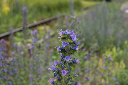 特写镜头 食蚜蝇 警告 桌子 甲虫 野生动物 植物区系 蒲公英