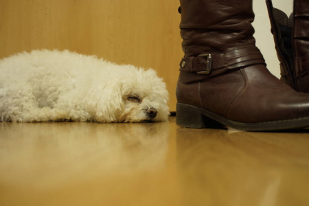 房间 动物 犬科动物 有趣的 血统 宠物 放松 可爱的 小狗