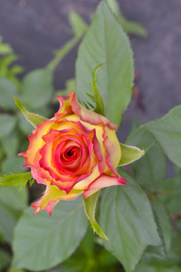 开花 灌木 美丽的 玫瑰 植物区系 花园 夏天 植物 特写镜头