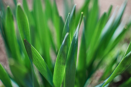 Fresh juicy green grass for summer 