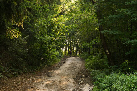 森林 颜色 林地 春天 风景 公园 夏天 小山 阴影 乡村