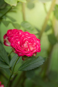 玫瑰 花园 粉红色 开花 日光 自然 花的 树叶 夏天 美丽的