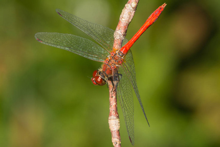 飞行 颜色 植物 夏天 休息 眼睛 特写镜头 蜻蜓 透明的