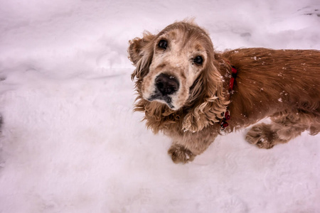 雪地上的可卡犬看着你的眼睛