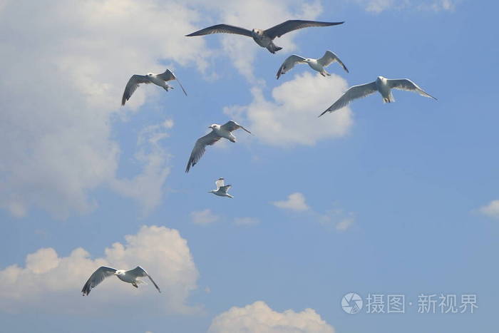 动物 苍蝇 旅行 高的 地平线 天空 钓鱼 航班 苍穹 飞行