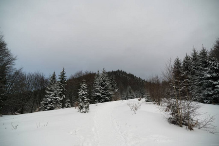 滑雪 冬天 分支 木材 场景 自然 风景 落下 早晨 圣诞节