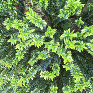 夏天 生态学 园艺 美丽的 季节 春天 树叶 风景 灌木