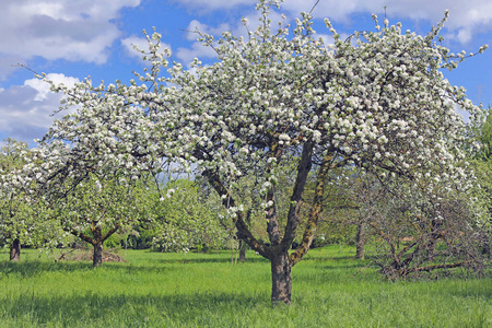 草地 自然 苹果花 苹果 水果 人文景观 开花 四月 天空