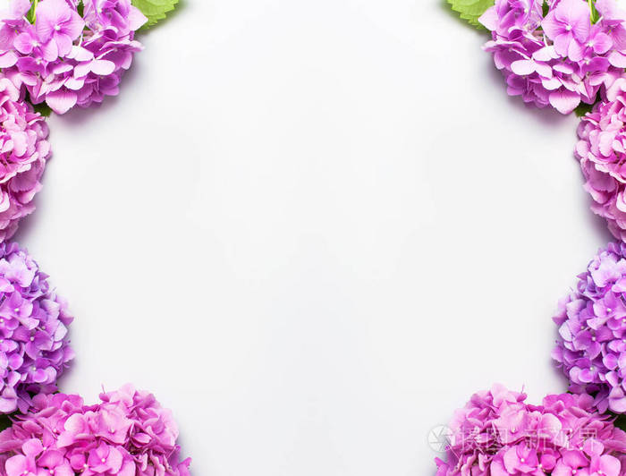 从美丽的粉红色绣球花相框白色背景俯视平面放置复制空间.鲜花卡片.