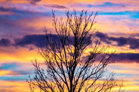 秋树映衬着五彩缤纷的夕阳天空图片