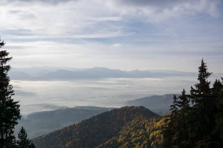 森林 自然 植物 环境 天空 公园 美丽的 风景 树叶 落下